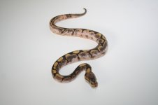 Calico spiders 2010 014.jpg