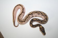 Calico spiders 2010 008.jpg