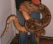 Hypo Boa Female 1 Real Whole.jpg
