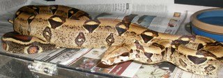 Jungle Boa Male.jpg
