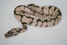 Calico spiders 2010 012.jpg