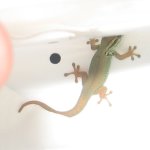 Hatchling2.jpg