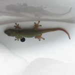 Hatchling3_1.jpg