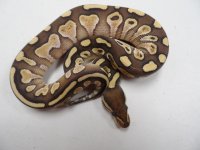 140820C03 Lessor Het G-Strip F10.jpg