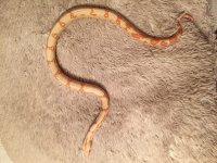 snake1.jpg