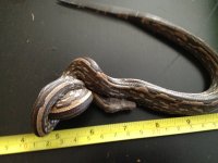 large striped one.jpg