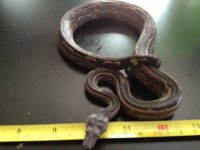 large striped two.jpg