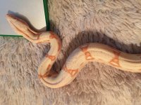 snake2.jpg