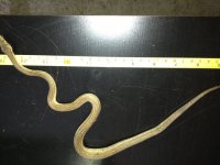 small striped two.jpg