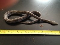 small striped one.jpg