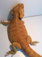 Breeder Hypo Trans 3.JPG