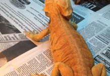 Breeder Hypo Trans 4.JPG