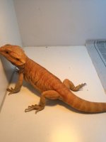 Breeder Hypo Trans 2.JPG