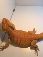 Breeder Hypo Trans.JPG