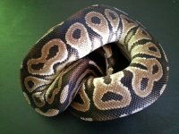 Cinnamon 03.jpg