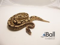 Spider_Mojo_Female_491grams.jpg