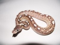 Cinnamon lesser womaF1.jpg