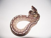 Cinnamon Lesser F1.jpg