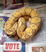 banana2.jpg