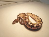 lesser_woma_m1_96g.jpg