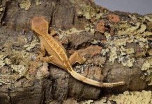 Orange Crested 2014 (4).jpg
