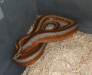 Bagdad 2011 Male.jpg