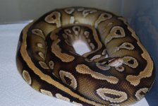 mojave fire.jpg