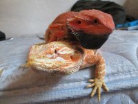 IMG_0202.jpg
