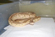 lesser pastel.jpg