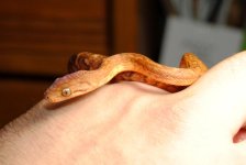 DSC_h30006.jpg