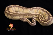 2013 Pastel Lesser F.jpg