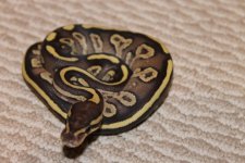 lemon back mojave 007.jpg