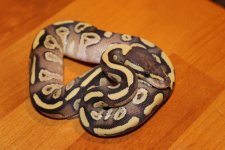 lemon back mojave 003.jpg