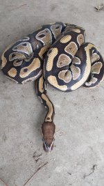 harlequin.jpg