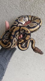 harlequin2.jpg