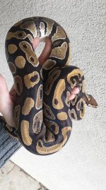 harlequin3.jpg