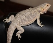 IMG_4916.jpg