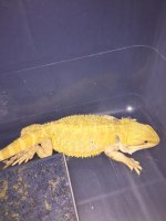 Hypo Citrus Female 1.JPG