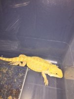 Hypo Citrus Female 3.JPG