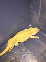 Hypo Citrus Female 2.JPG