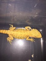 hypo leather back trans male 3.JPG