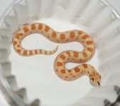 DSC_3326.jpg