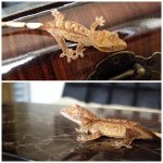 PicMonkey Collage (2).jpg