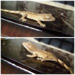PicMonkey Collage (4).jpg