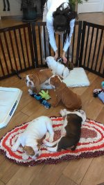 bulldog_pups1.jpg