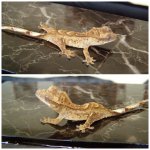 PicMonkey Collage (3).jpg
