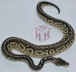 Black Pewter Lesser.jpg