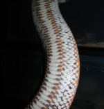 VENTRAL 2.jpg