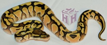 lesser ph clown male 2.JPG
