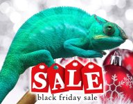 Azul Canvas Chameleons Black Friday.jpg